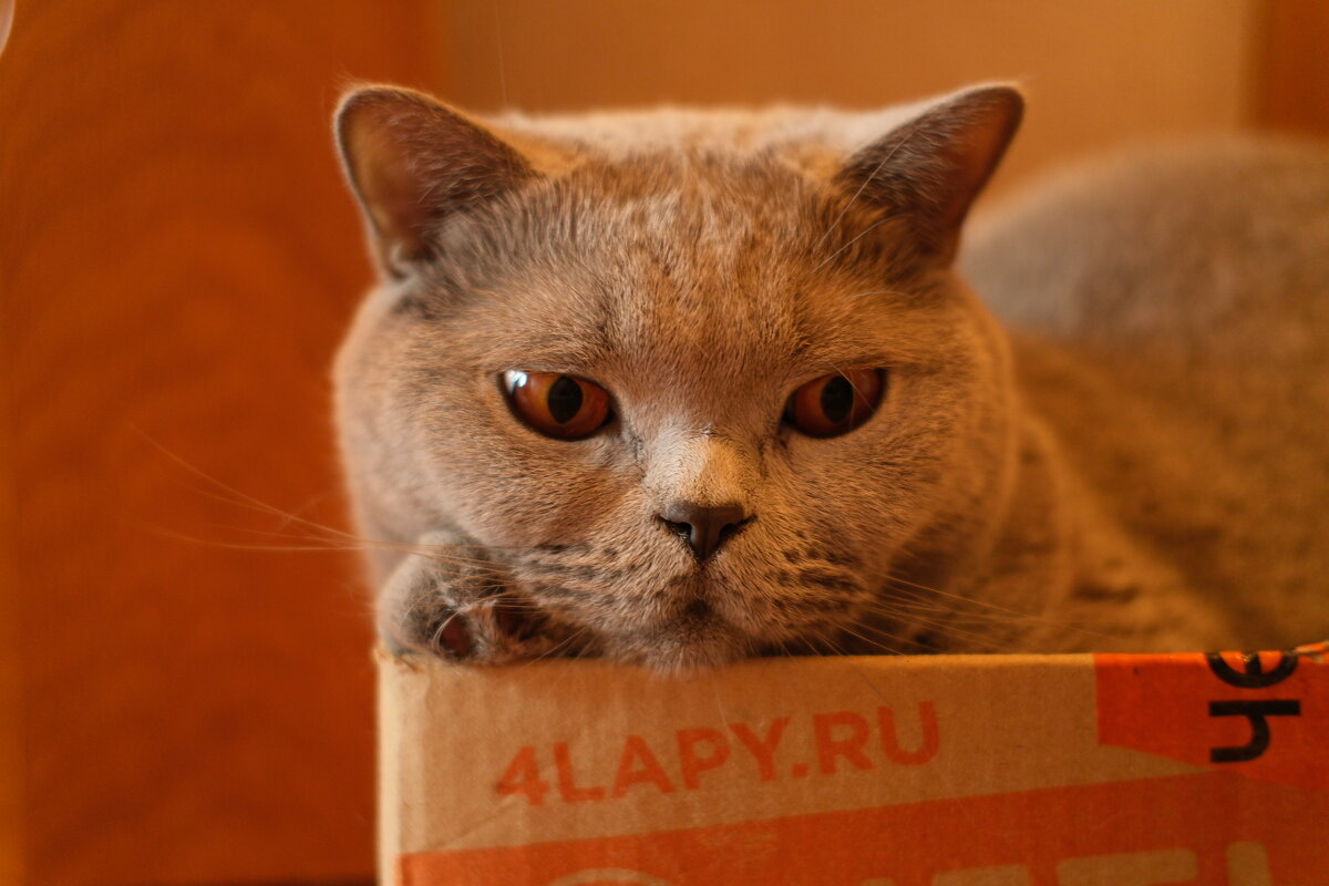 Кот Масик - Лютый Дровосек