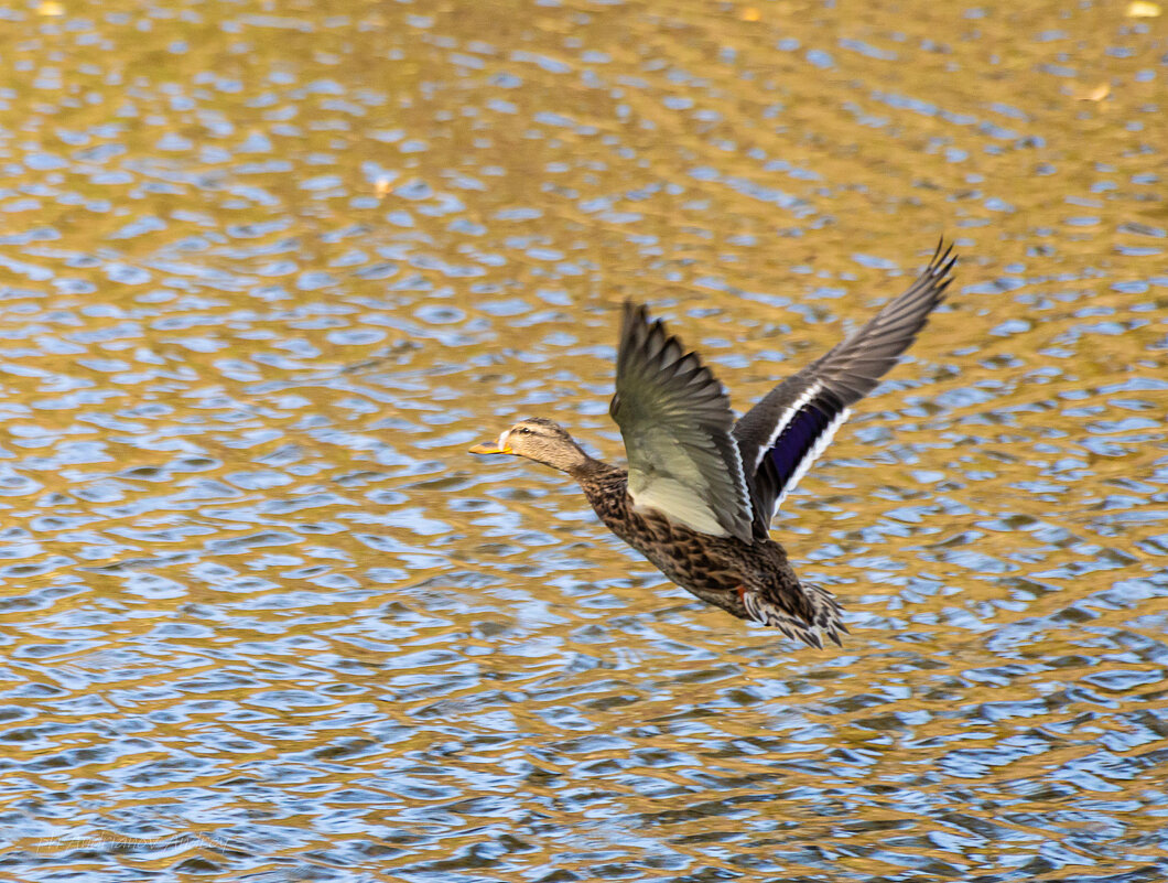 На озере. - Андрей Андрианов