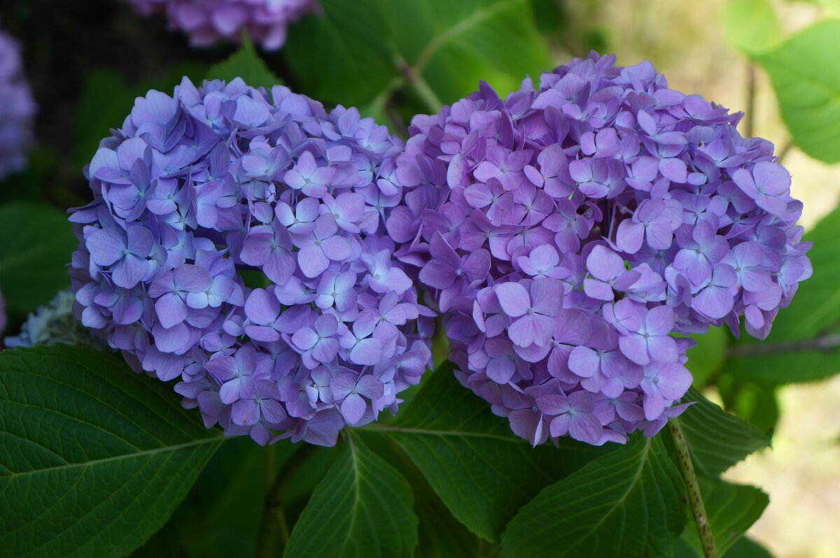 * + * - Алёна Савина