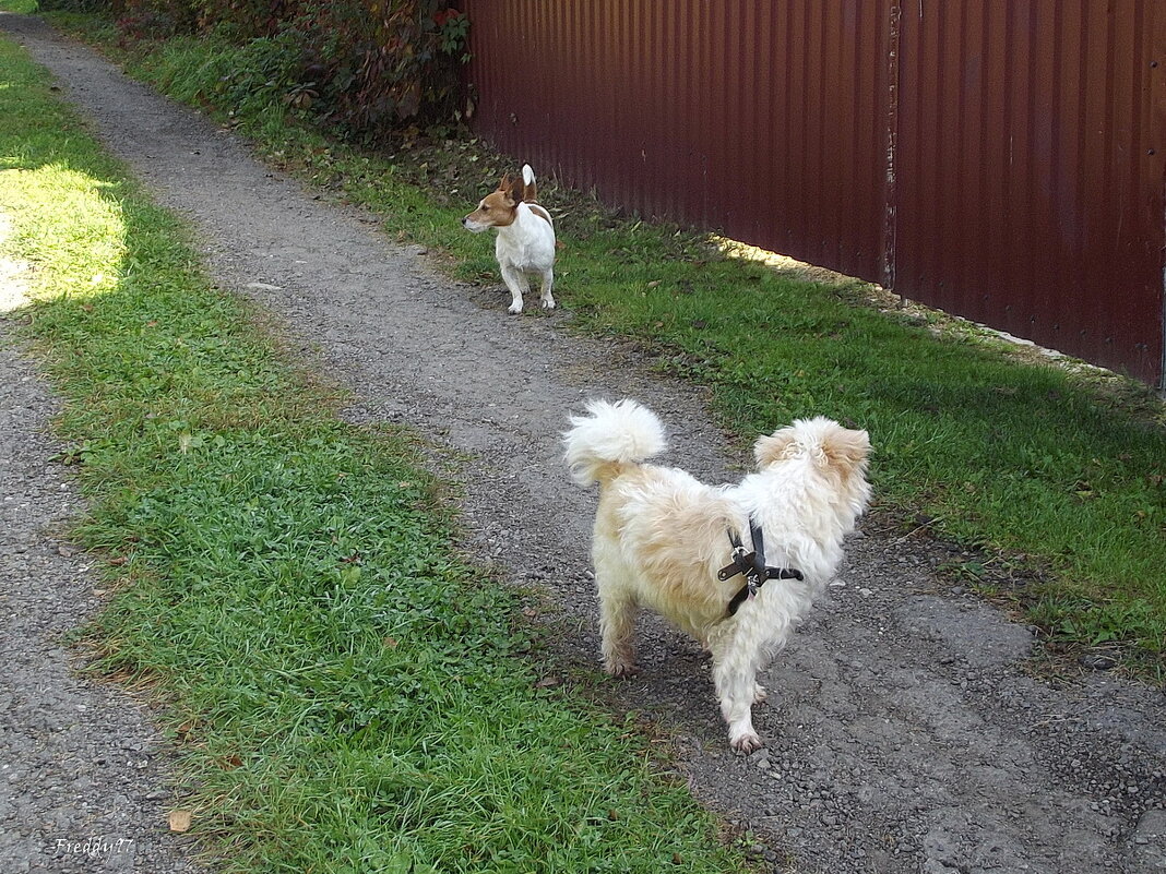 Не отставай... - Freddy 97