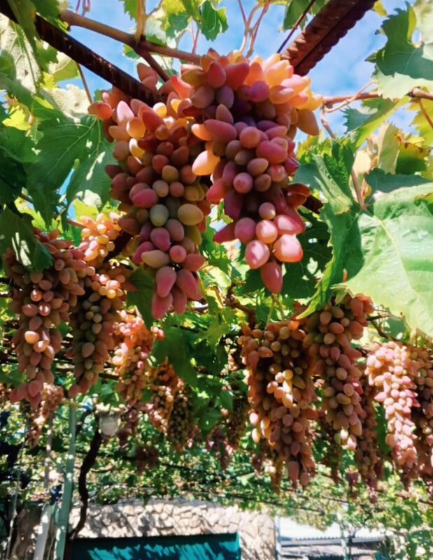 Виноград - Светлана Мишенёва