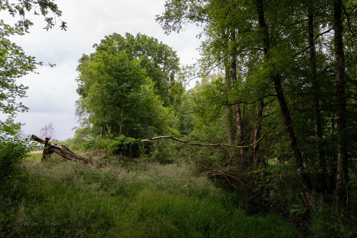 Упавшая берёза... - Николай Гирш