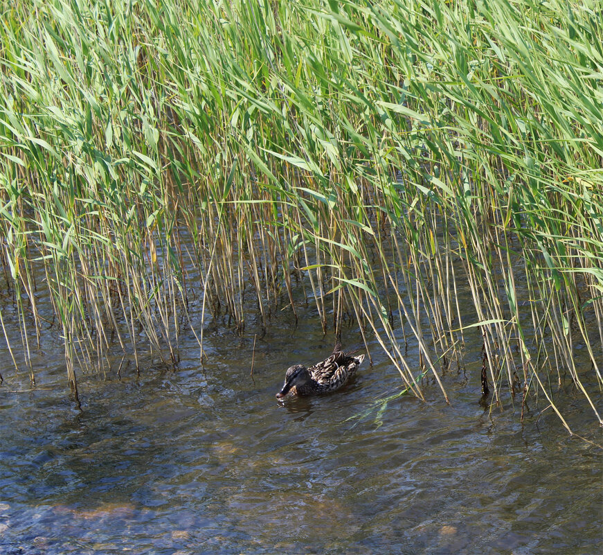 Кряква - Любовь ***