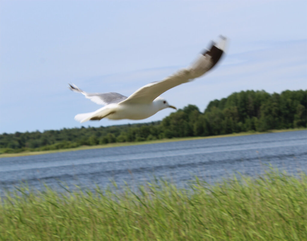 в полете - Любовь ***