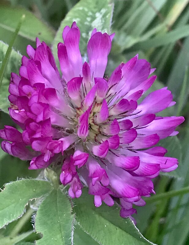 Цветы осенние - Pippa 