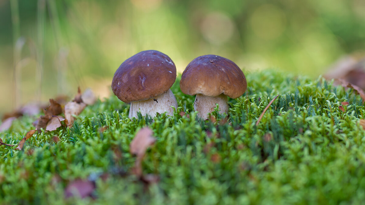 Белые - Владимир Кириченко  wlad113