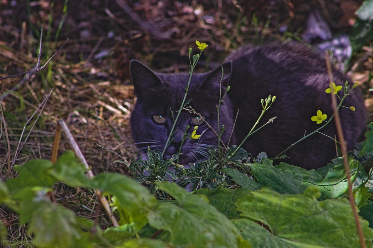 В засаде - Giant Tao /
