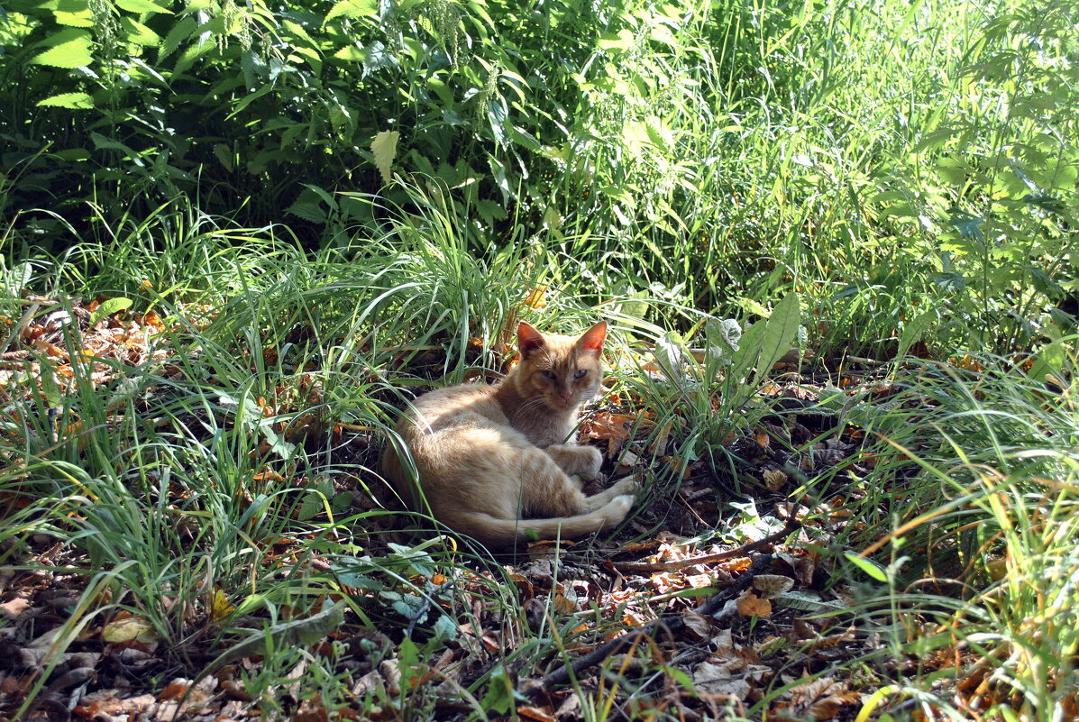 Подосиновик - AleksSPb Лесниченко
