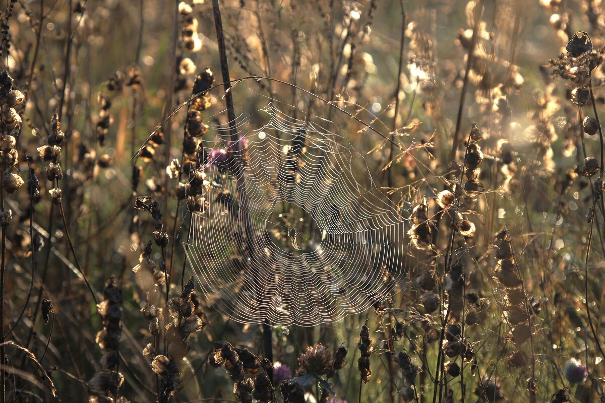 Осенняя паутинка - Валентина 