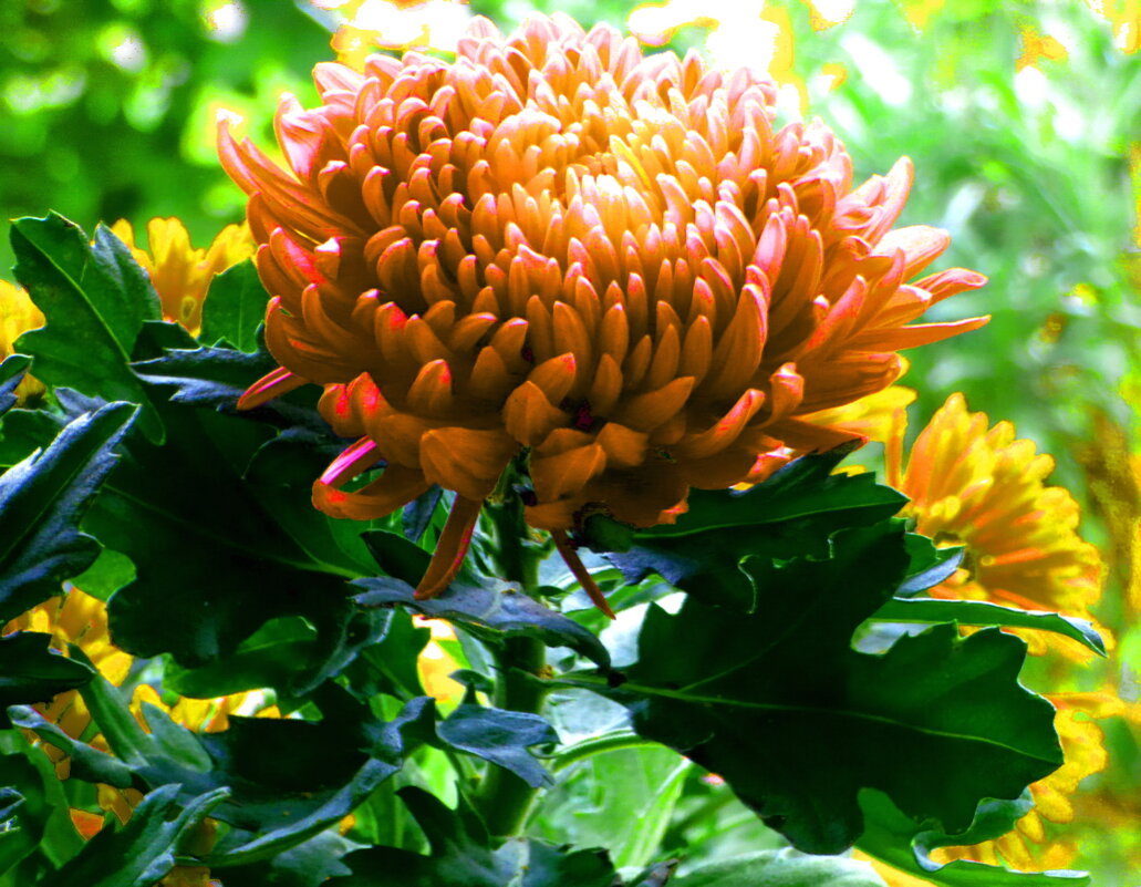 ХРИЗАНТЕМЫ (3) - Елена Куприянова 