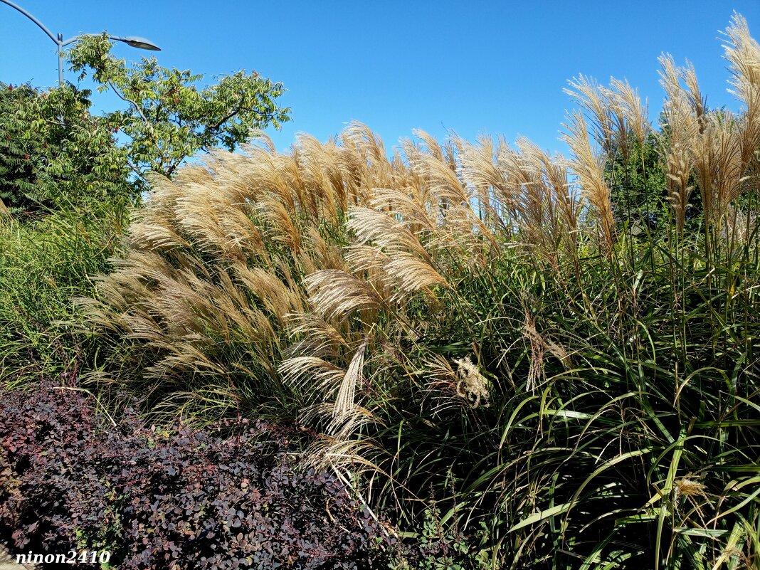 В ростовском экопарке Первая миля - Нина Бутко В ростовском экопарке Первая миля - Нина Бутко