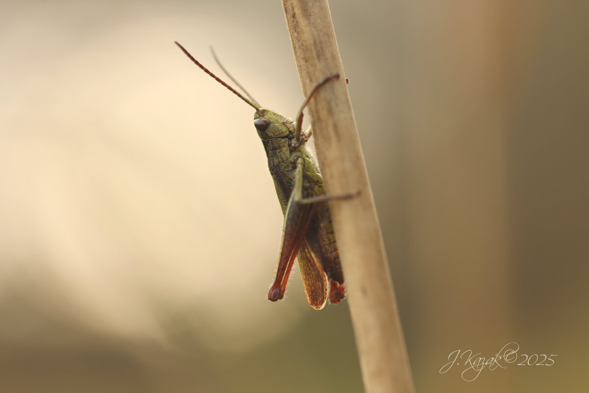 *** - Елена Kазак (selena1965)