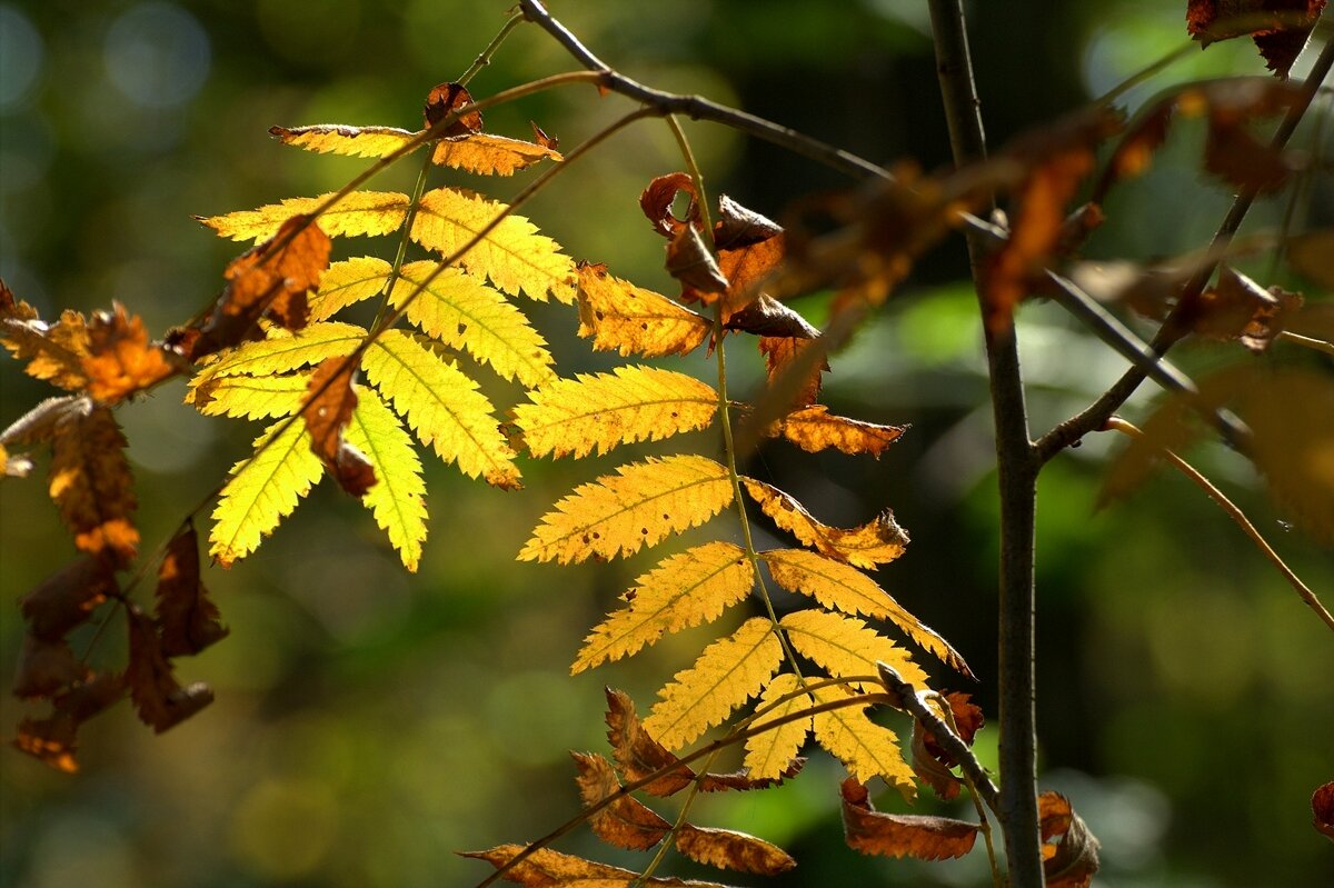 Приметы осени - Вячеслав Минаев