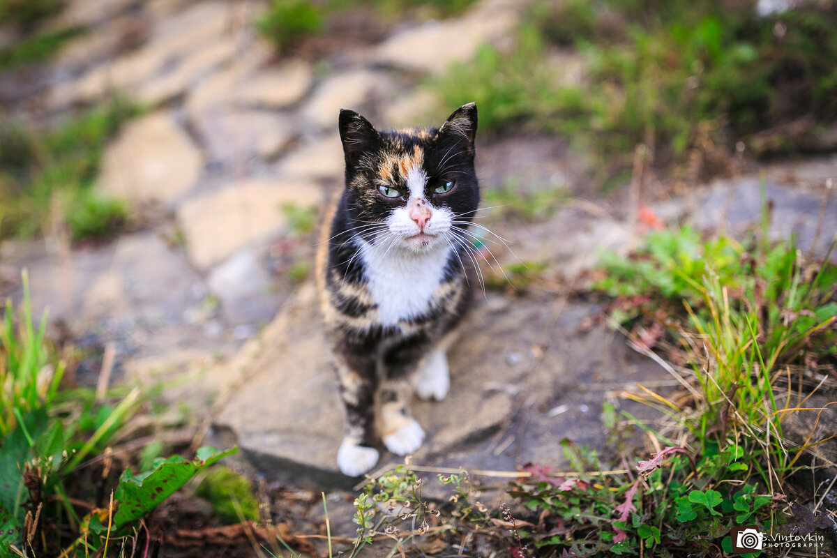 Киса - Сергей Винтовкин