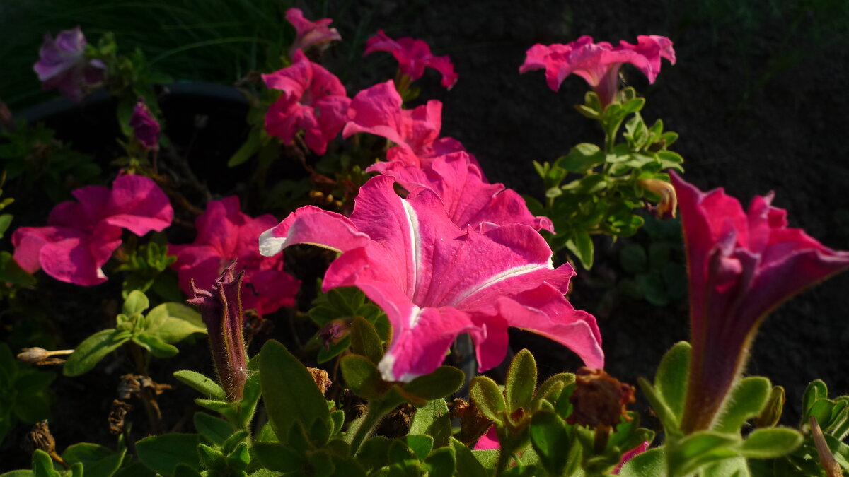 Цветы осенью - Сергей Швечков