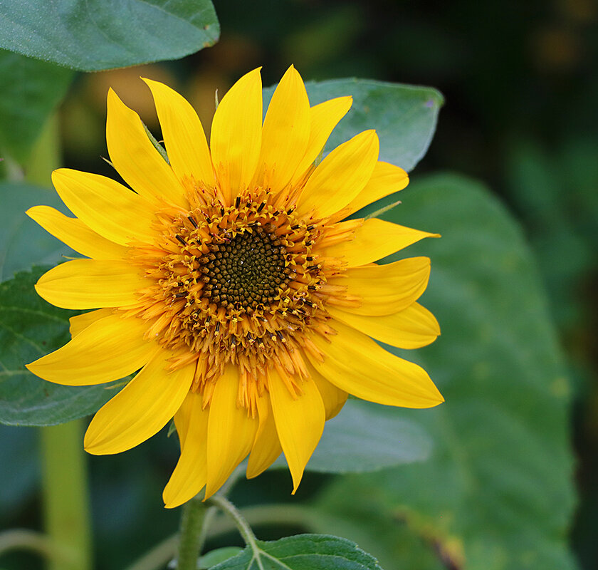 Подсолнечное солнышко - Светлана 
