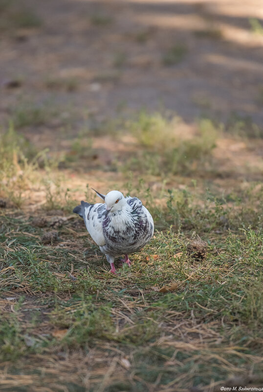 Осенний парк. Белгород - Михаил 