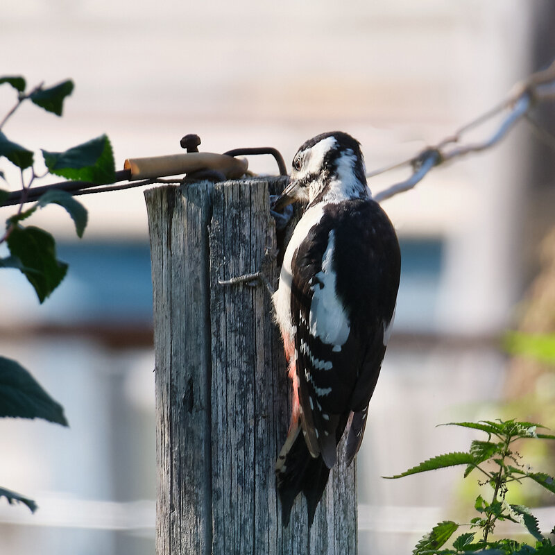 Дятел - Александр 