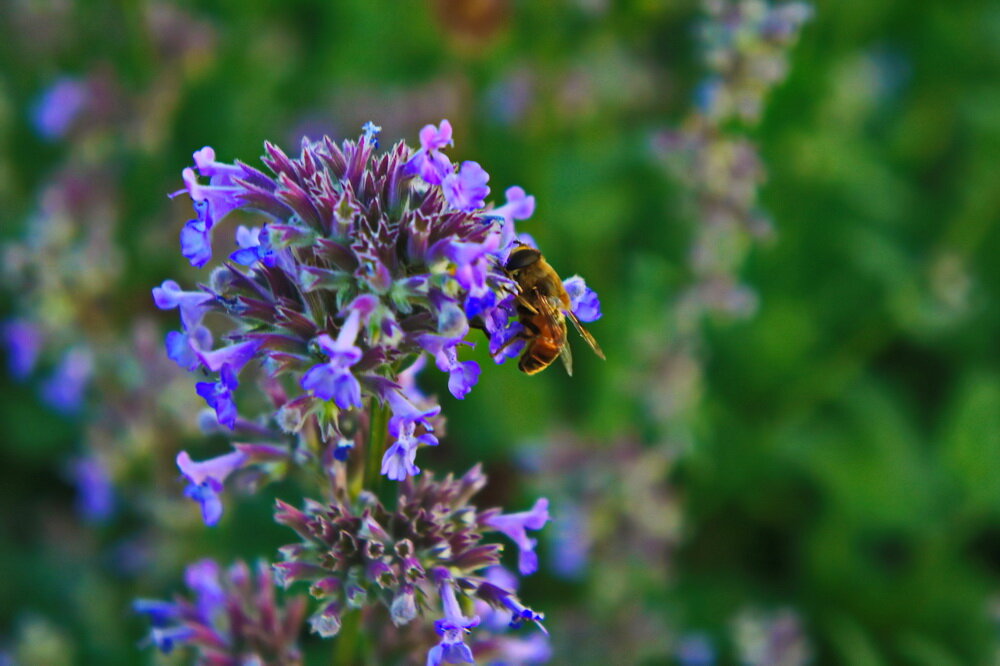 Последние песни осыпались летом... - Владимир Насыпаный 