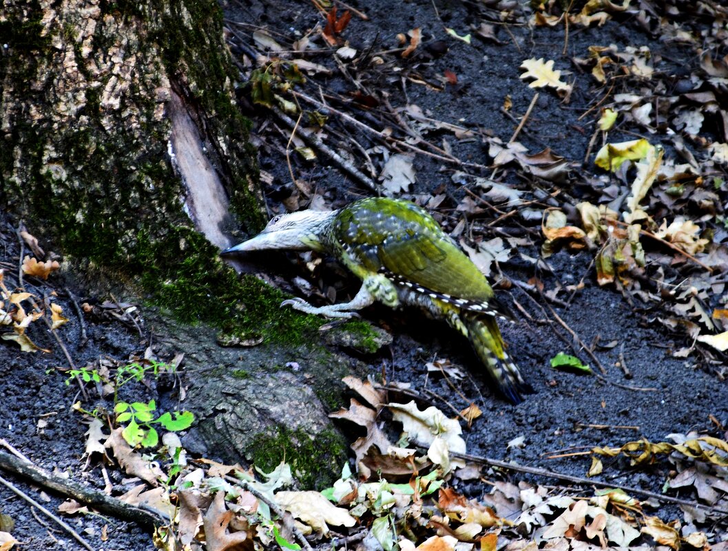 Зеленый дятел охотится - Павленко Михаил 