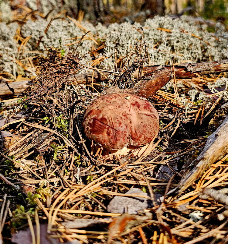 Вытегра. Лес. Грибы. Ягоды. - Михаил Свиденцов