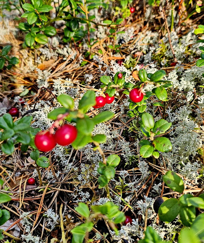 Вытегра. Лес. Грибы. Ягоды. - Михаил Свиденцов
