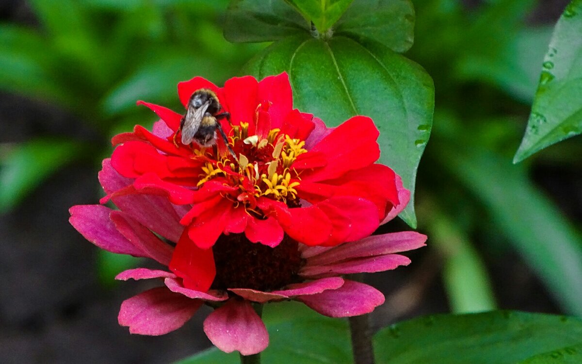 О флоре и фауне. - Милешкин Владимир Алексеевич 