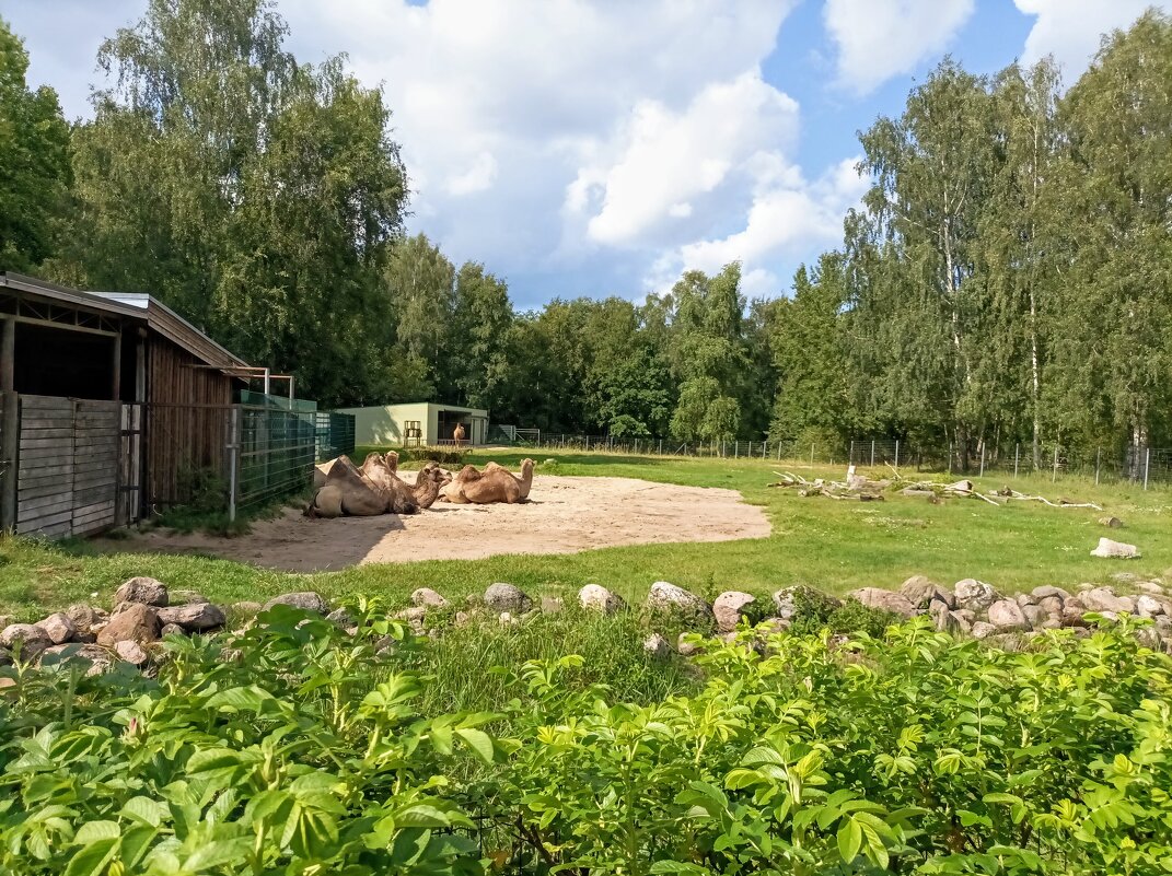 Верблюды - Veera V