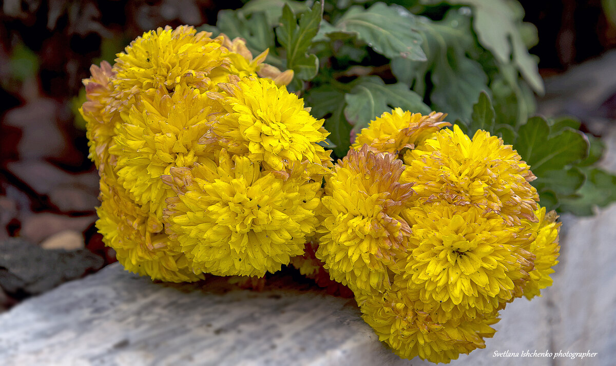 Желтые хризантемы - Светлана Ищенко