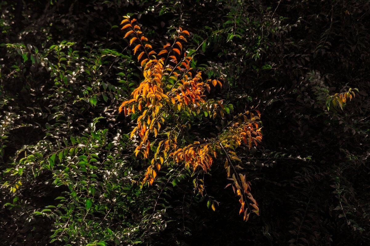 Робкие шаги - Виктор Иванович Чернюк Робкие шаги - Виктор Иванович Чернюк