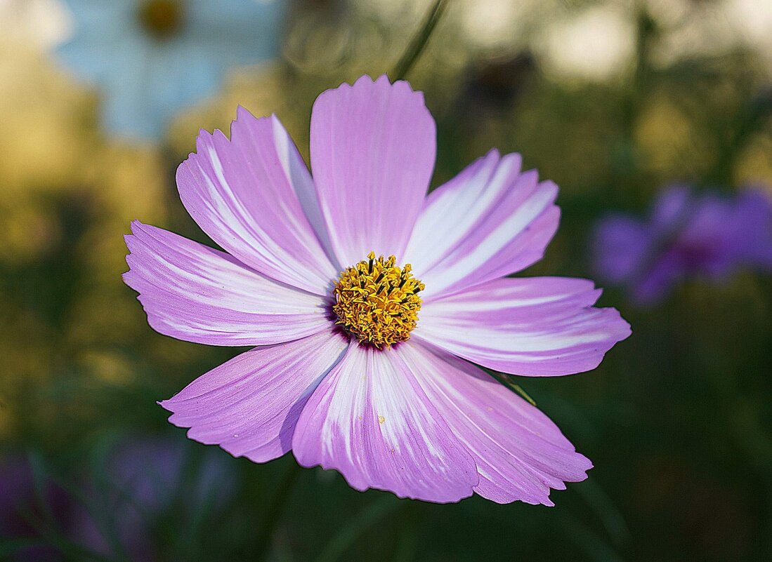 Космея - Татьяна Тюменка