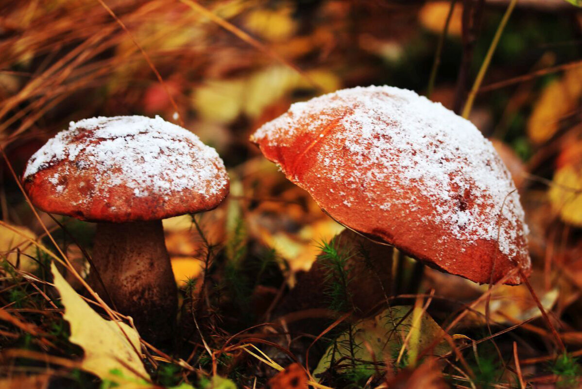 Осень...Грибы после снегопада! - Владимир 