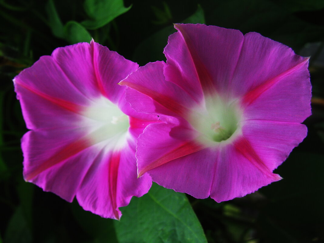 Милая парочка - Людмила Смородинская