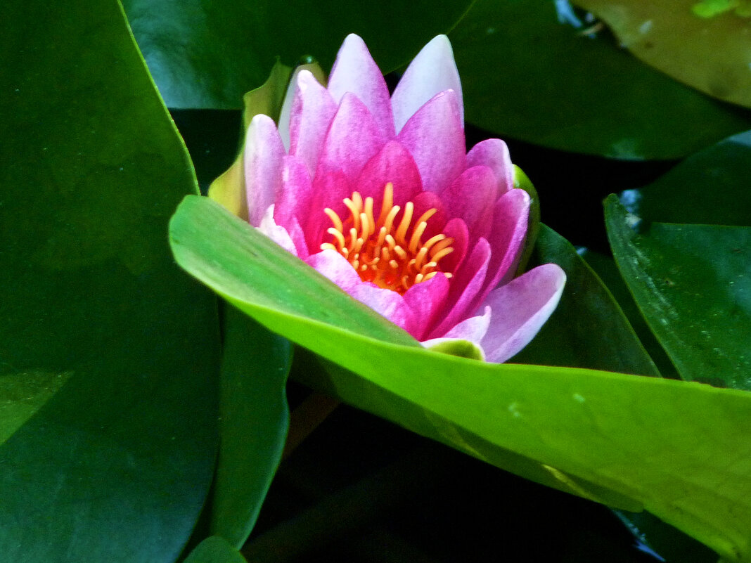 Алая лилия - Валентин Семчишин