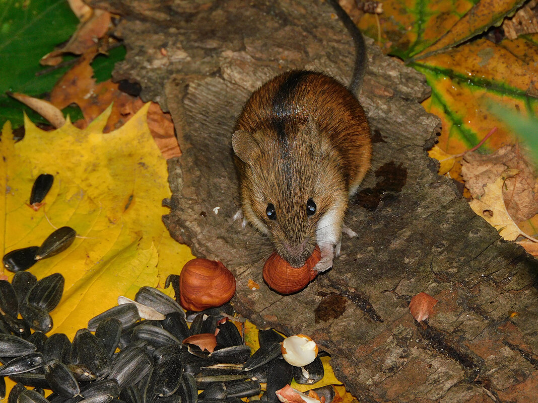 Полевая мышь - Лина 