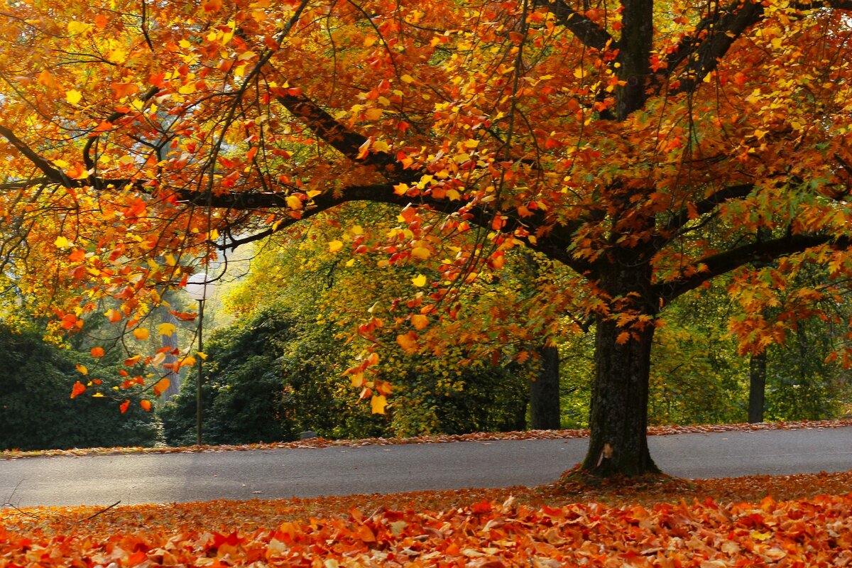 Дорожки осени - Юрий. Шмаков