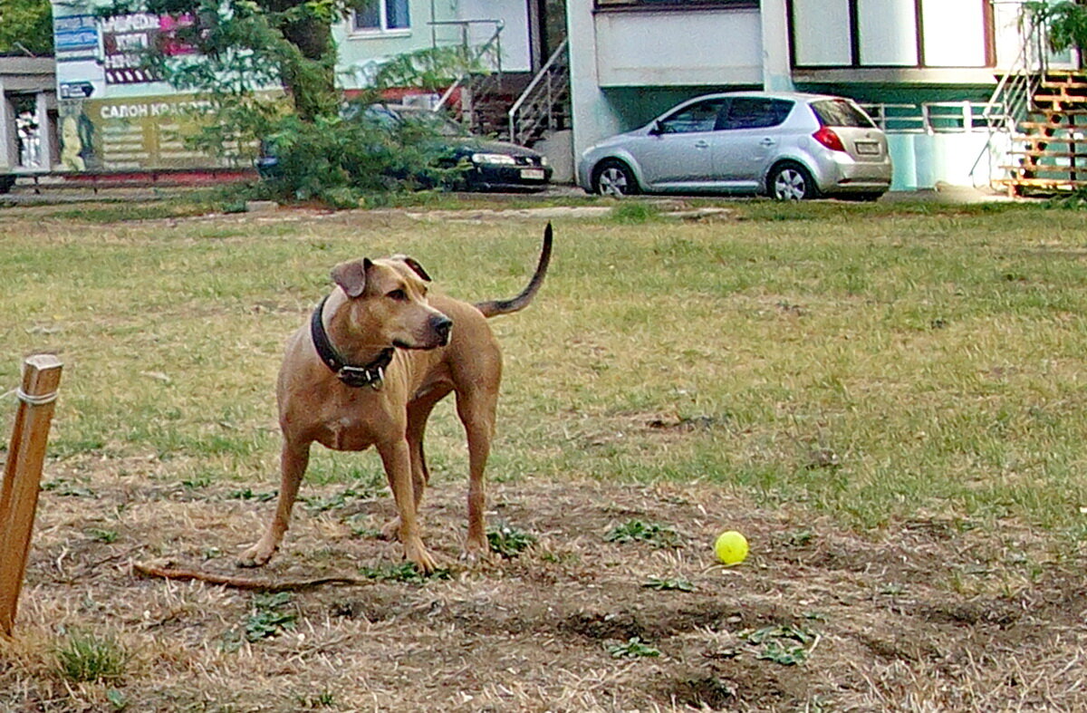 Про разных собачек... - Николай Саржанов