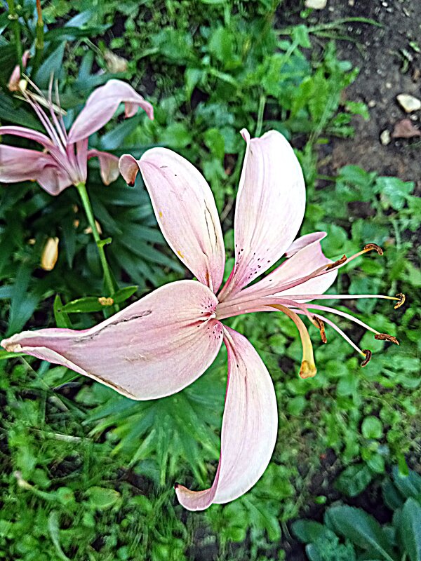 Цветы. - Владимир Драгунский Цветы. - Владимир Драгунский