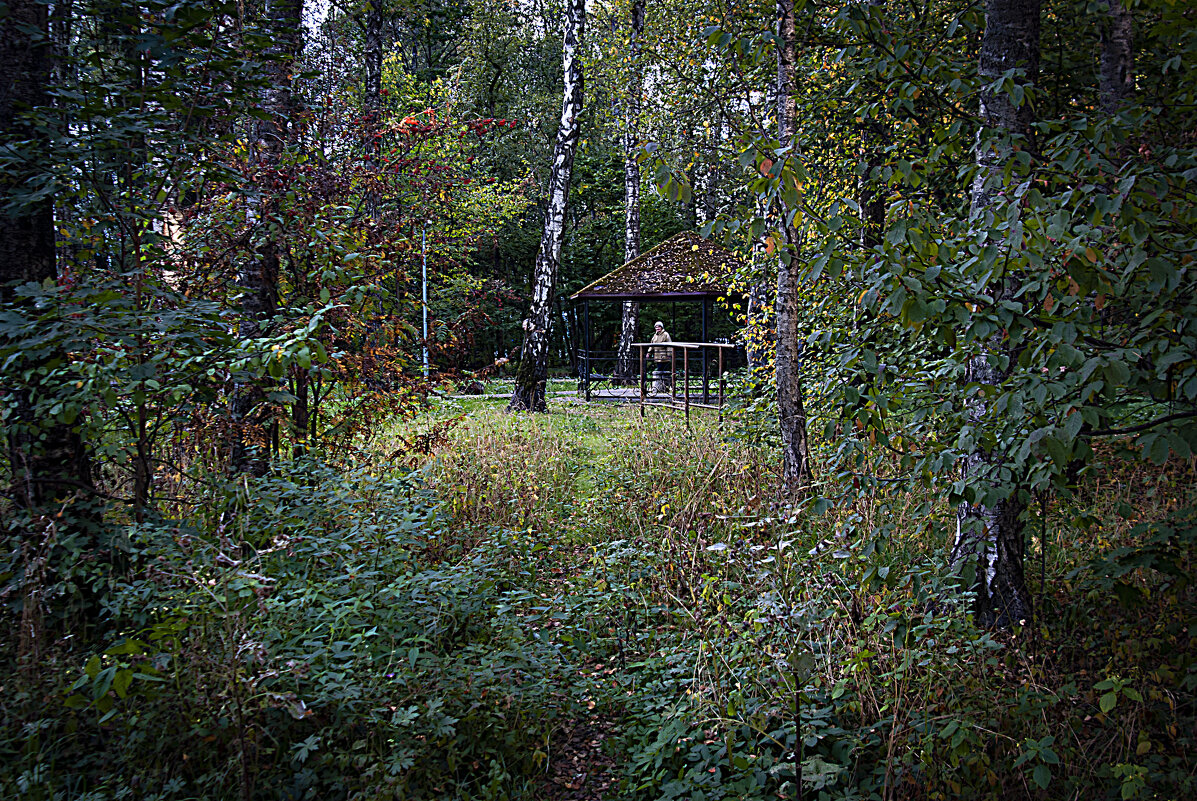 В лесопарке - Владимир Кроливец