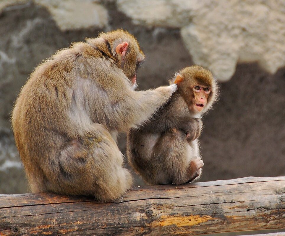 Мамина забота... - Ирина С