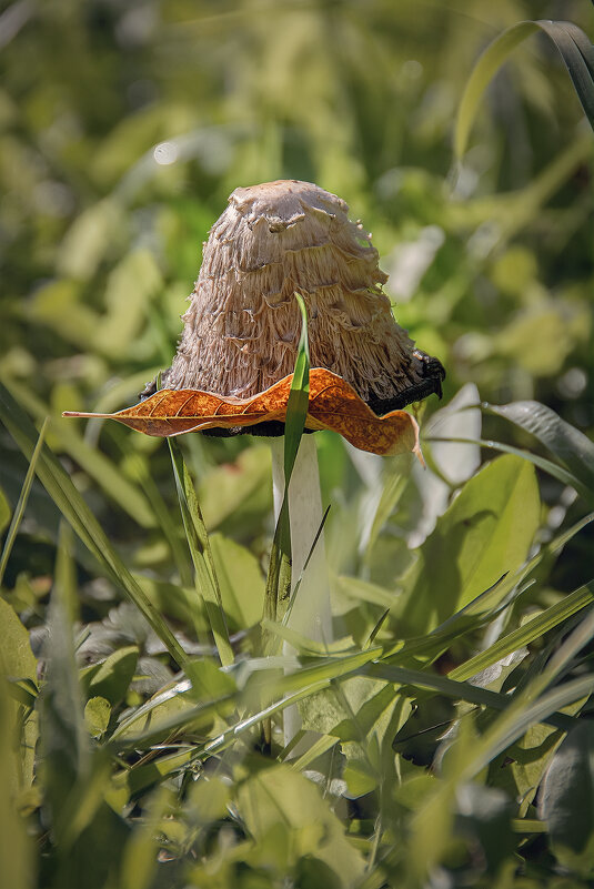 Палитра сентября - Svetlana Galvez