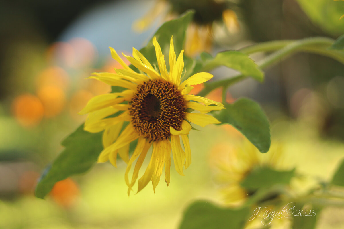 *** - Елена Kазак (selena1965)