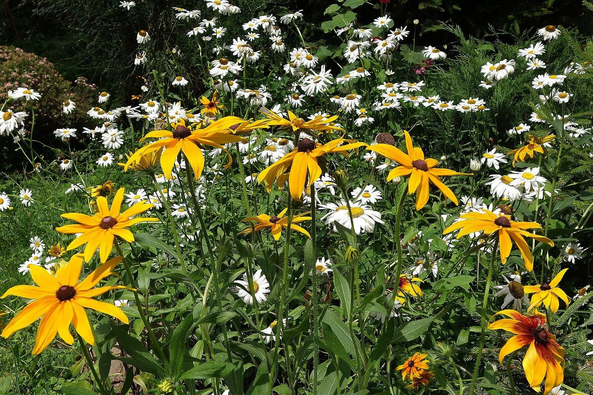 Разноцветье - Рита Симонова