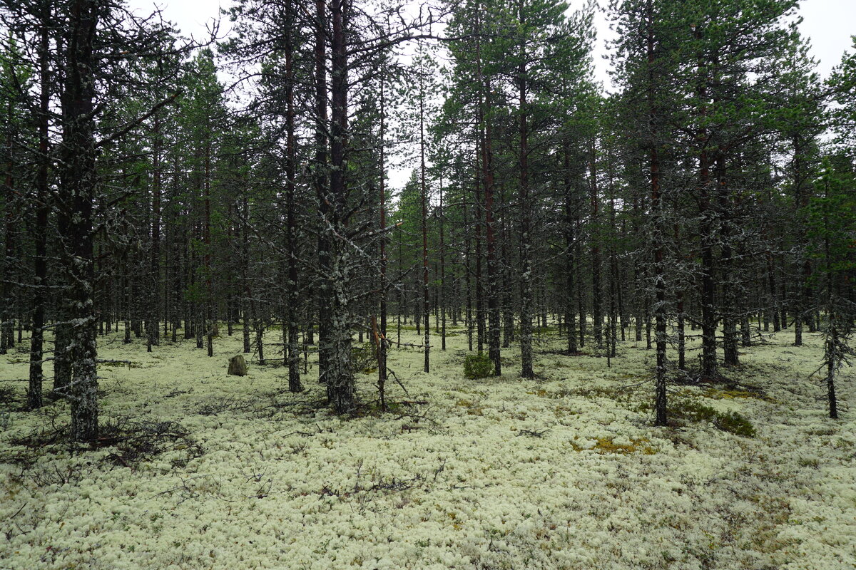 Белолесье на Беломорье - Ольга Чистякова Белолесье на Беломорье - Ольга Чистякова