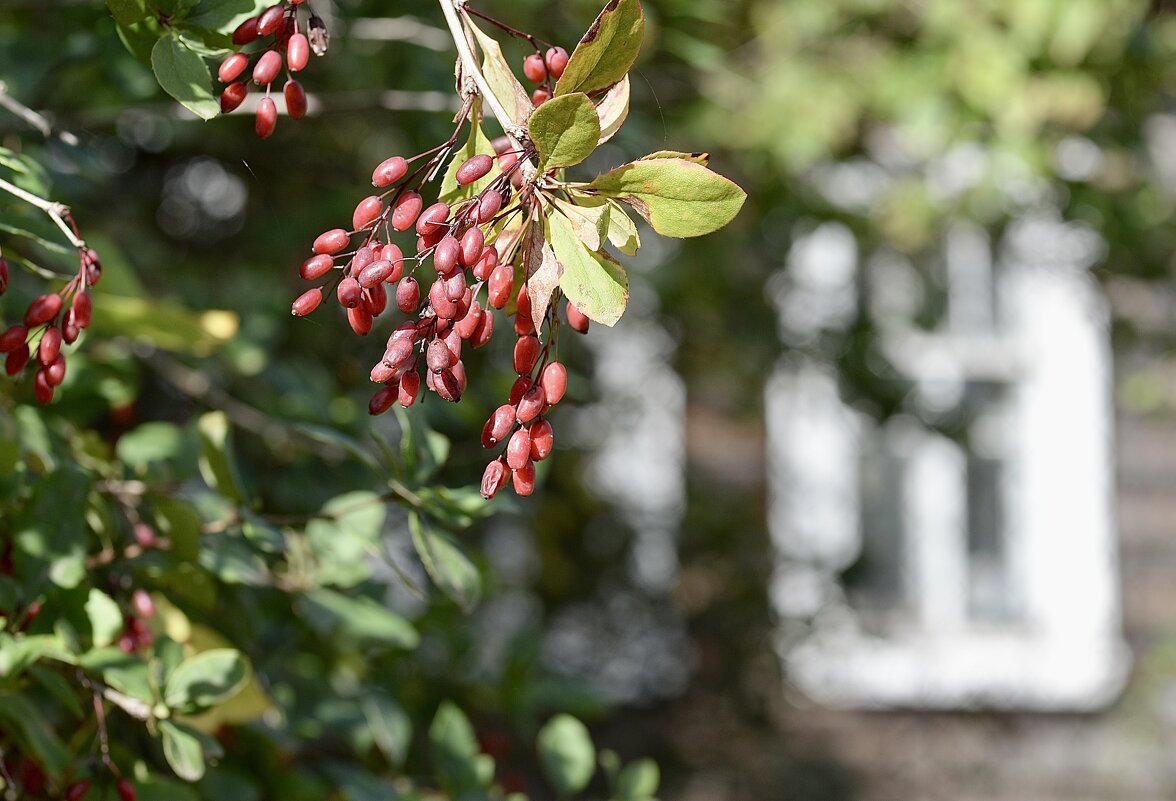Барбарис. - Юрий 