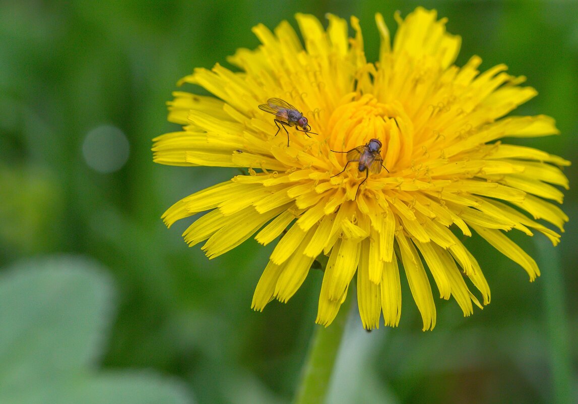 Краски лета. - Алексей Трухин Краски лета. - Алексей Трухин