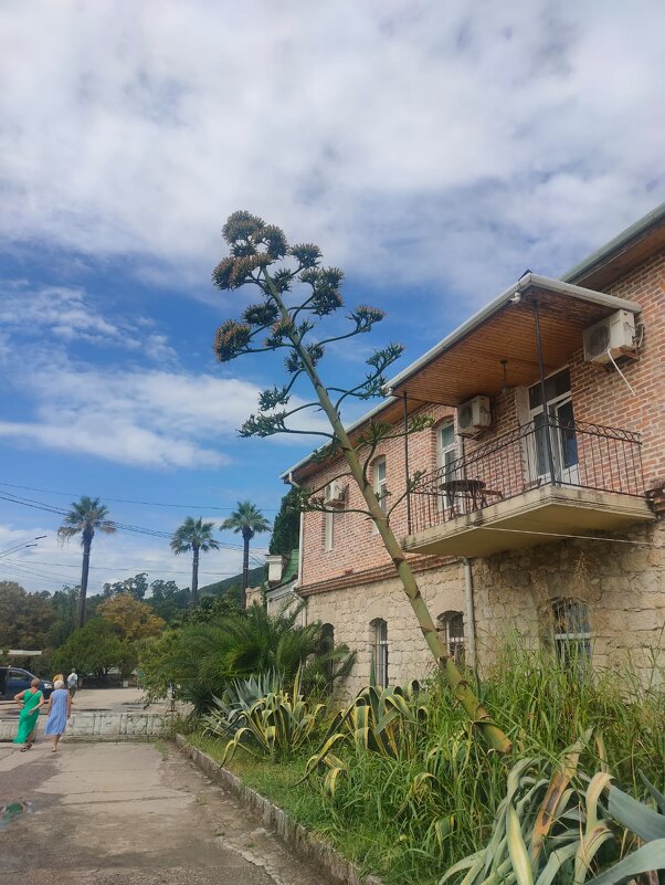 Агава цветет один раз и погибает - Ирэн Агава цветет один раз и погибает - Ирэн