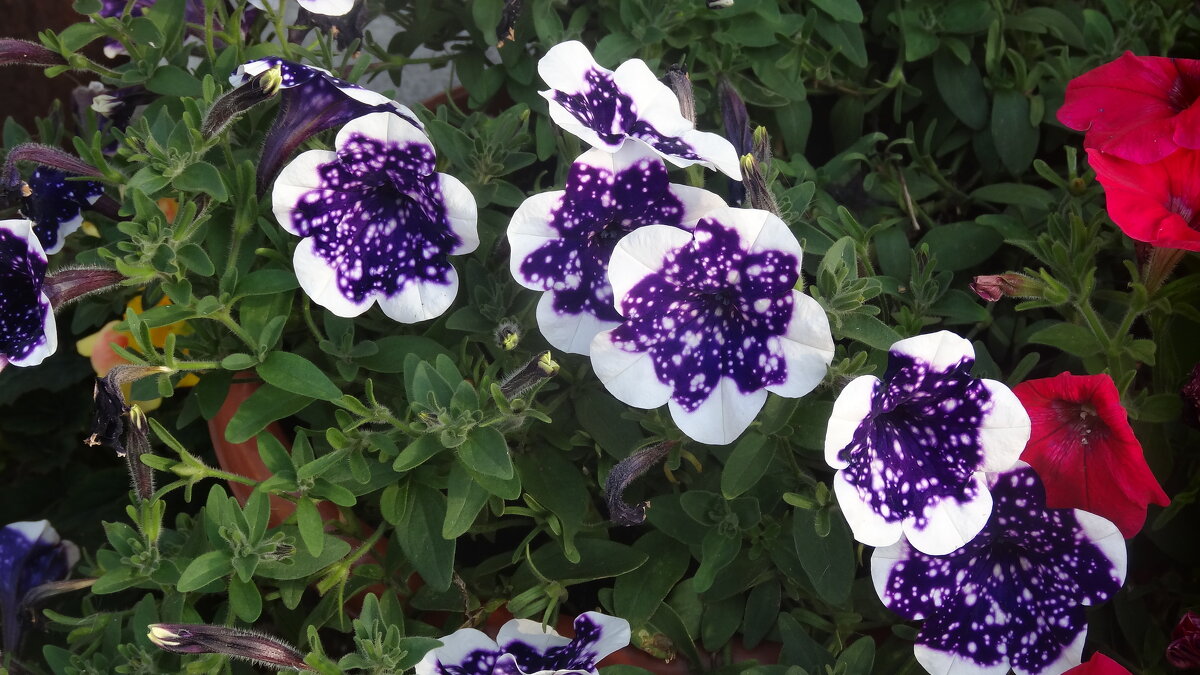 ЦВЕТЫ ПЕТУНИИ - СЕРГЕЙ ФИЛОЧКИН