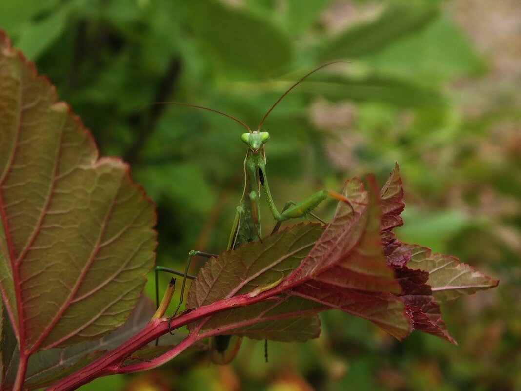 ** - Зоя Мишина