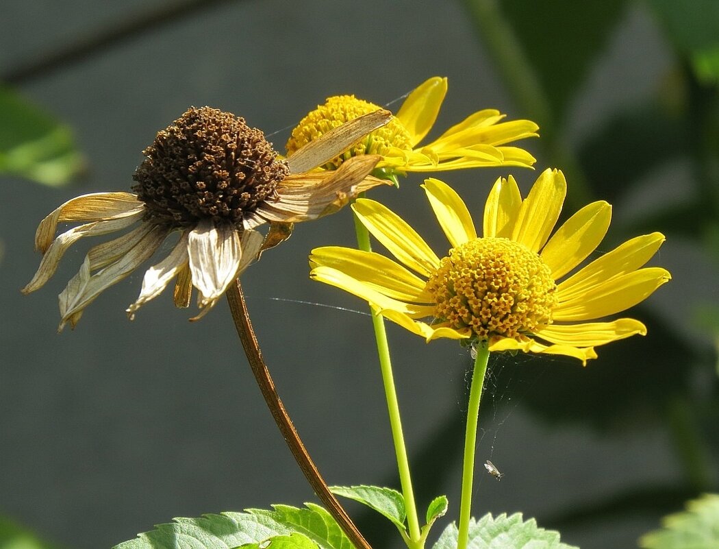Осень, осень ... - Natali 